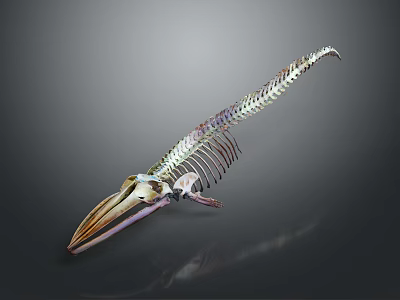 Highly Detailed Medical Device Whale Skeleton Anatomical Teaching Model for Education 3d model
