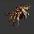Orange and brown crab with purple claws isolated on dark background with reflection
