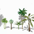 Different Types of Palm Trees With Diverse Leaf Shapes And Heights