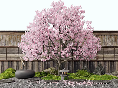 Cherry Blossom Tree With Pink Flowers Against Wooden Wall Stone Lantern And Mossy Stones 3d model