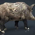 Wild Boar With Thick Brown Gray Fur Mane And Sturdy Build Standing In Profile View