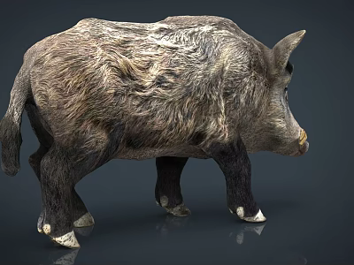 Wild Boar With Thick Brown Gray Fur Mane And Sturdy Build Standing In Profile View 3d model