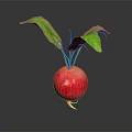 Fresh Red Radish With Green Leaves On Dark Background And Reflection 3d model