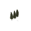 Three Tall Evergreen Trees With Dense Green Foliage And Unique Canopies