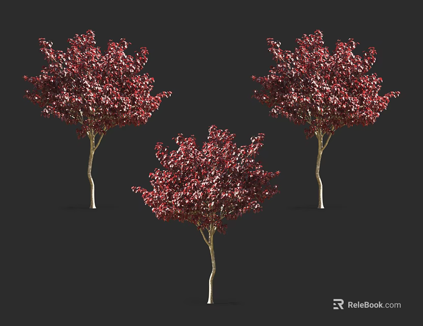 Three Arbor Trees With Dark Red Leaves And Light Colored Trunks On Dark Background 3d model