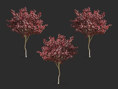 Three Arbor Trees With Dark Red Leaves And Light Colored Trunks On Dark Background 3d model