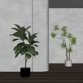 Potted Bonsai Plants Showcasing Broad And Slender Leaves In Modern Indoor Space With Light Walls