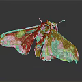Detailed Brown Moth With Dead Leaf Pattern Wings And Body Details On Dark Reflective Surface