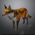 Red Fox Standing With Orange Fur Fluffy Tail And Detailed Texture Against Dark Background