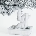 Lush Green Bonsai Plant with Twisted White Bark and Foliage in Wooden Square Pot