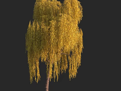 Weeping Willow Tree With Yellow Leaves And Hanging Branches In Autumn Season 3d model