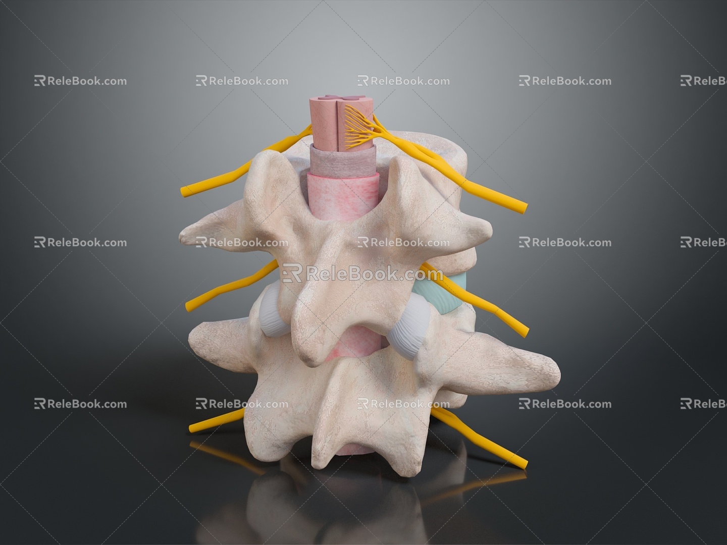 Vertebrae Cervical vertebrae Spinal bone Human skeleton Human body Organ 3d model