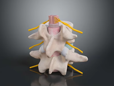 Detailed Medical Anatomical Spinal Model For Educational Training With Vertebrae Nerves And Discs 3d model