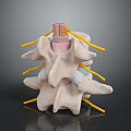 Detailed Medical Anatomical Spinal Model For Educational Training With Vertebrae Nerves And Discs