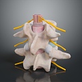 Vertebrae Cervical vertebrae Spinal bone Human skeleton Human body Organ 3d model