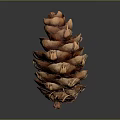 Brown Natural Pine Cone With Detailed Textured Scales Against Gray Background
