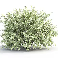 Three Lush Green Leafy Shrubs with Dense Foliage for Garden Landscaping Design