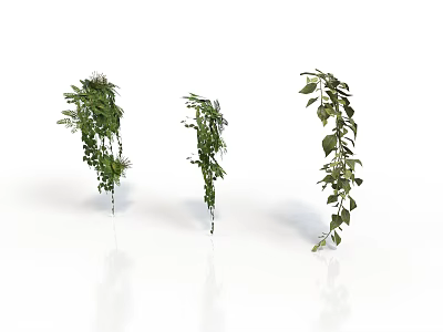 Three Fresh Green Hanging Plants on White Background With Clear Reflections 3d model
