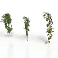 Three Fresh Green Hanging Plants on White Background With Clear Reflections