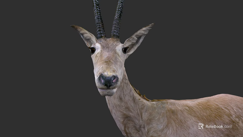 Antelope Head With Black Horns And Light Brown Fur Closeup View 3d model 