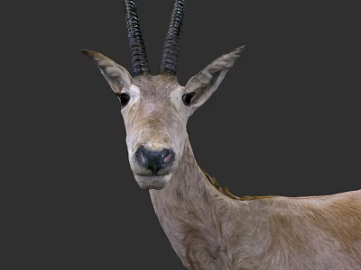 Antelope Head With Black Horns And Light Brown Fur Closeup View 3d model