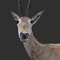 Antelope Head With Black Horns And Light Brown Fur Closeup View