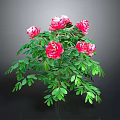 Vibrant Pink Flowering Plant With Blooming Blooms And Lush Green Leaves