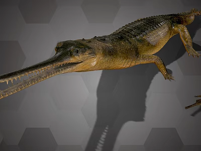 Realistic Long Snouted Crocodile With Scaly Skin On Hexagonal Background 3d model