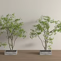 Modern Landscape Tree Modern Landscape Tree 3d model