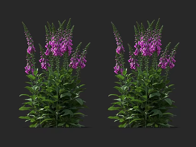 Purple Foxglove Flowers with Green Leaves in Lush Clusters against Dark Background 3d model