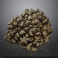 Exquisite Natural Coral Specimen With Intricate Branching Structure On Dark Background