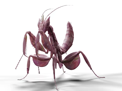 Pink Praying Mantis Detailed Body Structure With Long Legs And Wings 3d model