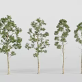Four Different Arbor Trees With Green Foliage And Slender Trunks For Landscape