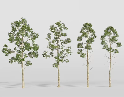 Four Different Arbor Trees With Green Foliage And Slender Trunks For Landscape 3d model