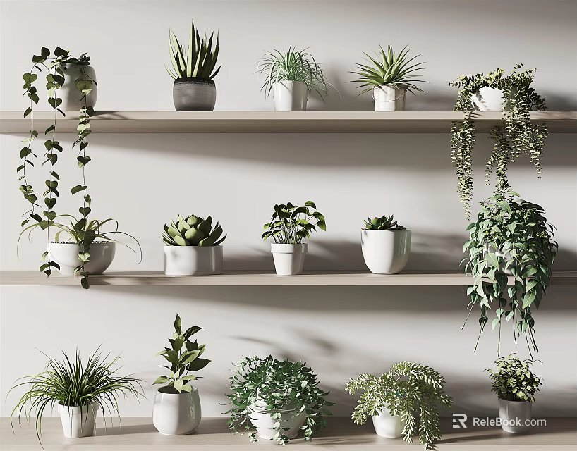Indoor Decorative Potted Plants On Wooden Shelves With White Pots And Various Green Foliage 3d model 