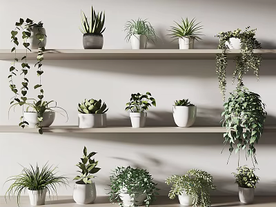 Indoor Decorative Potted Plants On Wooden Shelves With White Pots And Various Green Foliage 3d model