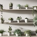 Indoor Decorative Potted Plants On Wooden Shelves With White Pots And Various Green Foliage