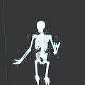 Human Skeletal Organ System Anatomical 3D Model with Detailed Structure