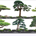 Various Bonsai Arbor Plants With Lush Green Foliage And Moss Covered Stone Bases