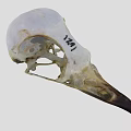 Flying Animal Bird Skull Skeleton Structure With Anatomical Details Close Up View