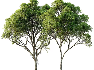 Lush Green Arbor Trees With Thick Trunks And Vibrant Foliage In Natural Setting 3d model