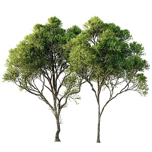 Green exquisite small trees 3d model