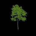 Tree With Green Leaves And Slender Trunk Standing Alone On Light Colored Ground With Shadow