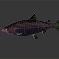 Modern fish salmon large scale salmon nuke salmon 3d model