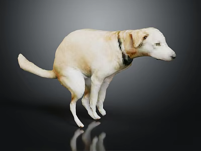 Light Yellow Dog With Collar Standing On Black Background 3d model