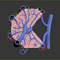 modern eukaryotic cell cross section cell structure cell tissue 3d model