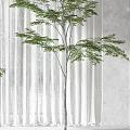 Two Bonsai Plants in White Pots for Indoor Setting with Gray Walls and White Curtains