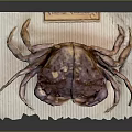Whole Fresh Purple Crab on White Wrinkled Paper with Small Knife