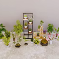 Various Bonsai and Potted Plants with Assorted Greenery and Decorative Shelf