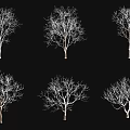 Six Leafless Arbor Trees With White Branches On Black Background